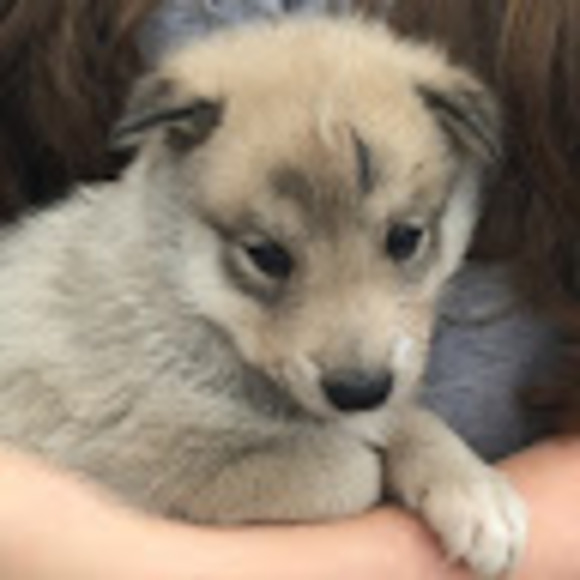 Meet your Posher, Sophia - Picture 1 of 1